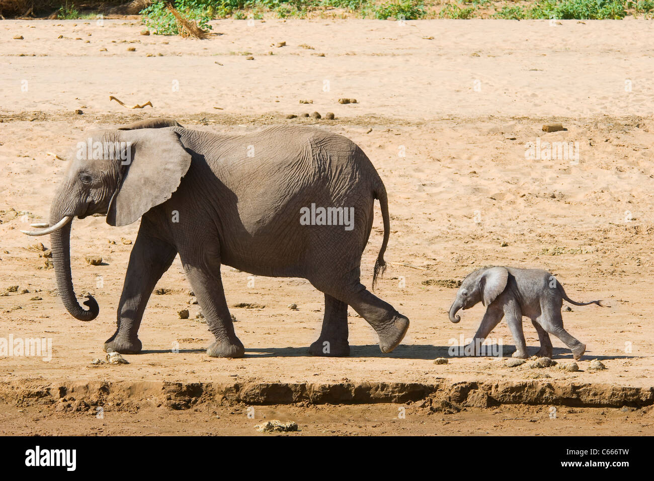 Elephant mother with calf walking behind, Samburu, Kenya Stock Photo
