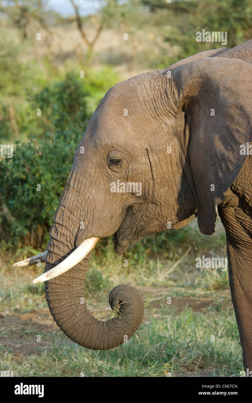African bush elephant (Loxodonta africana) eating, Samburu, Kenya Stock Photo