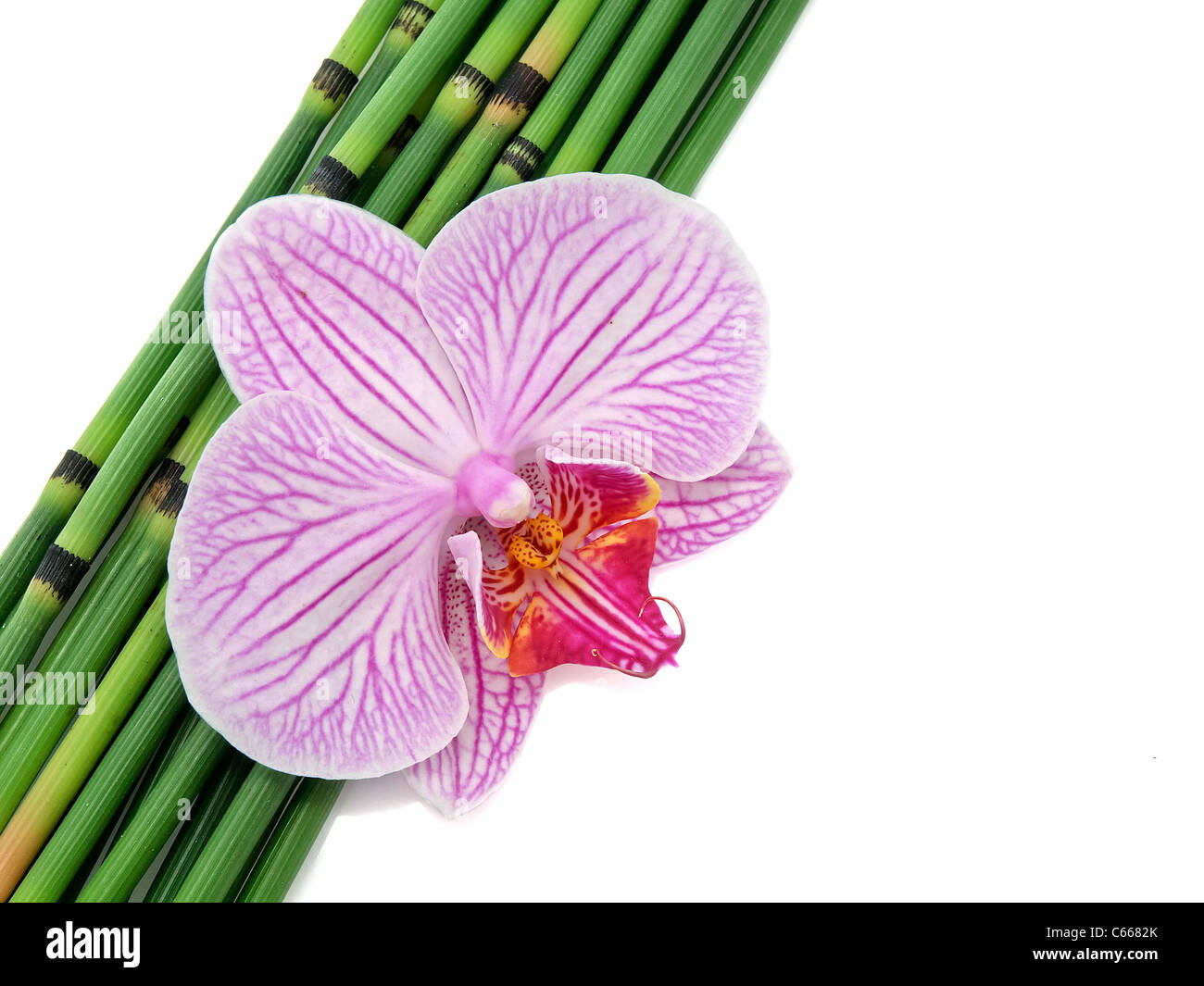 Orchid with bamboo isolated Stock Photo Alamy