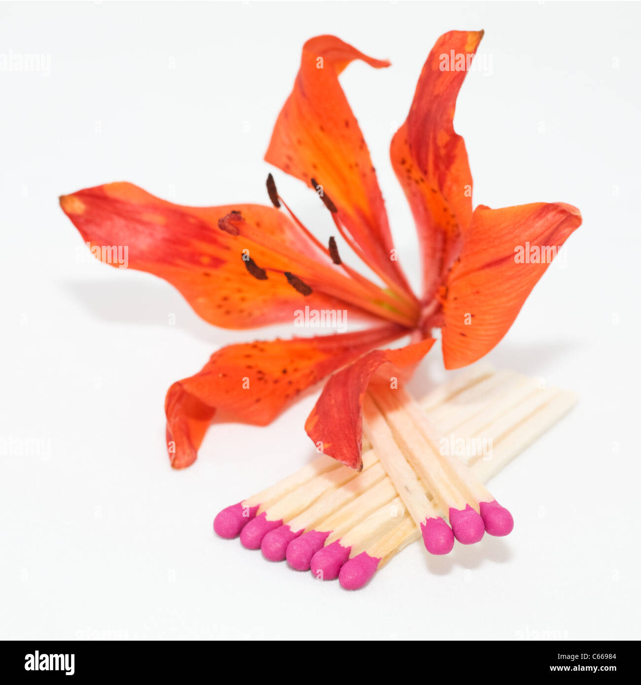 Group of matches and orange lily on white Stock Photo