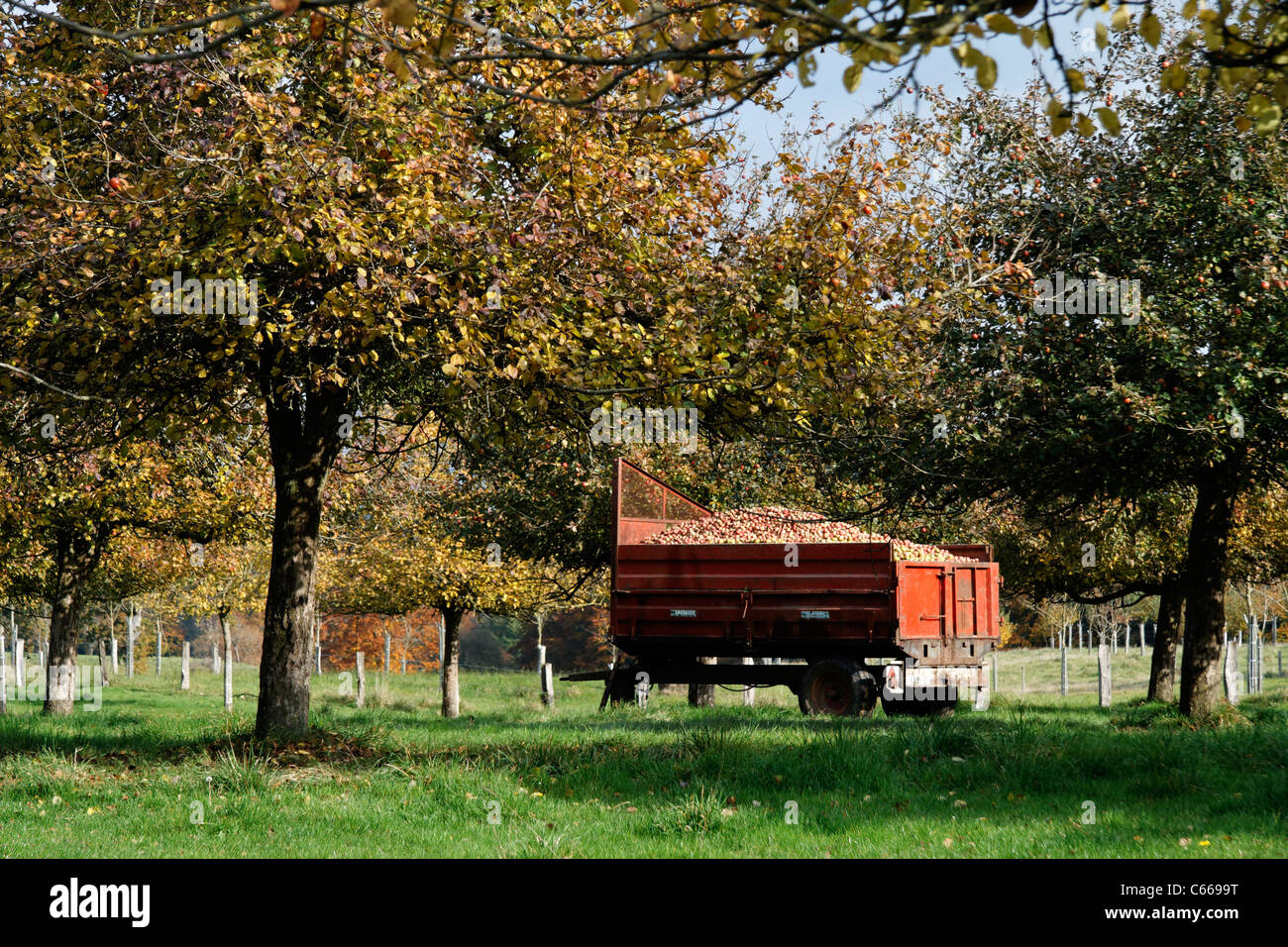 Cider apple orchard (Orne, Normandy). Stock Photo