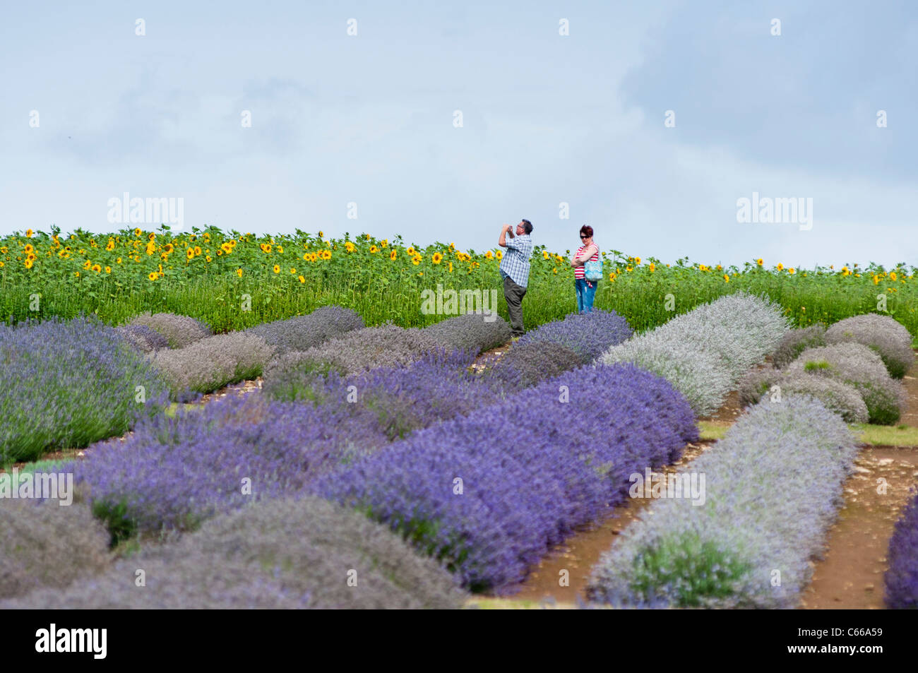 Lavender fields in foreground and Sunflowers to the rear. Snowhill. Worcestershire Stock Photo