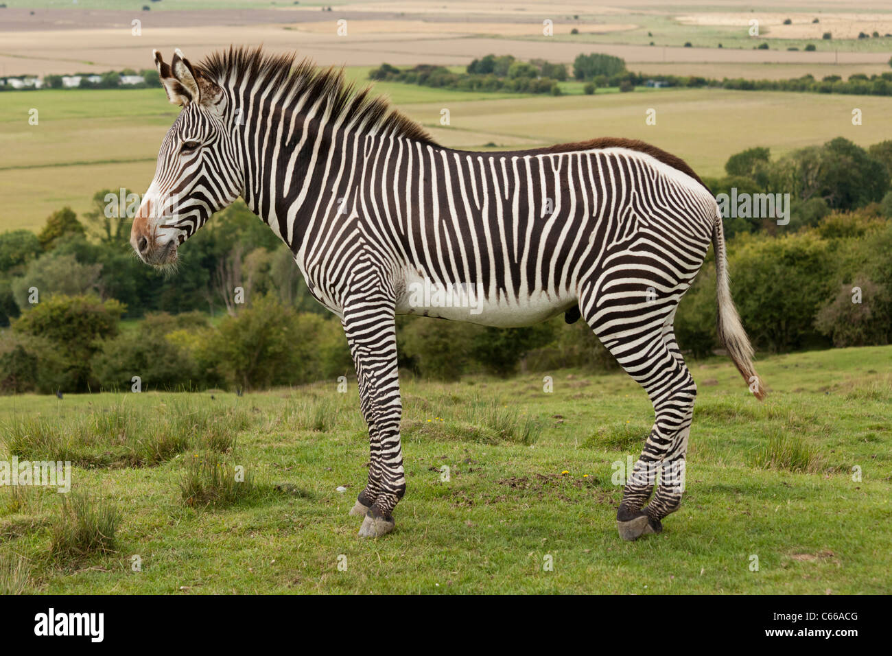 Side profile of a Grants Zebra Stock Photo Alamy