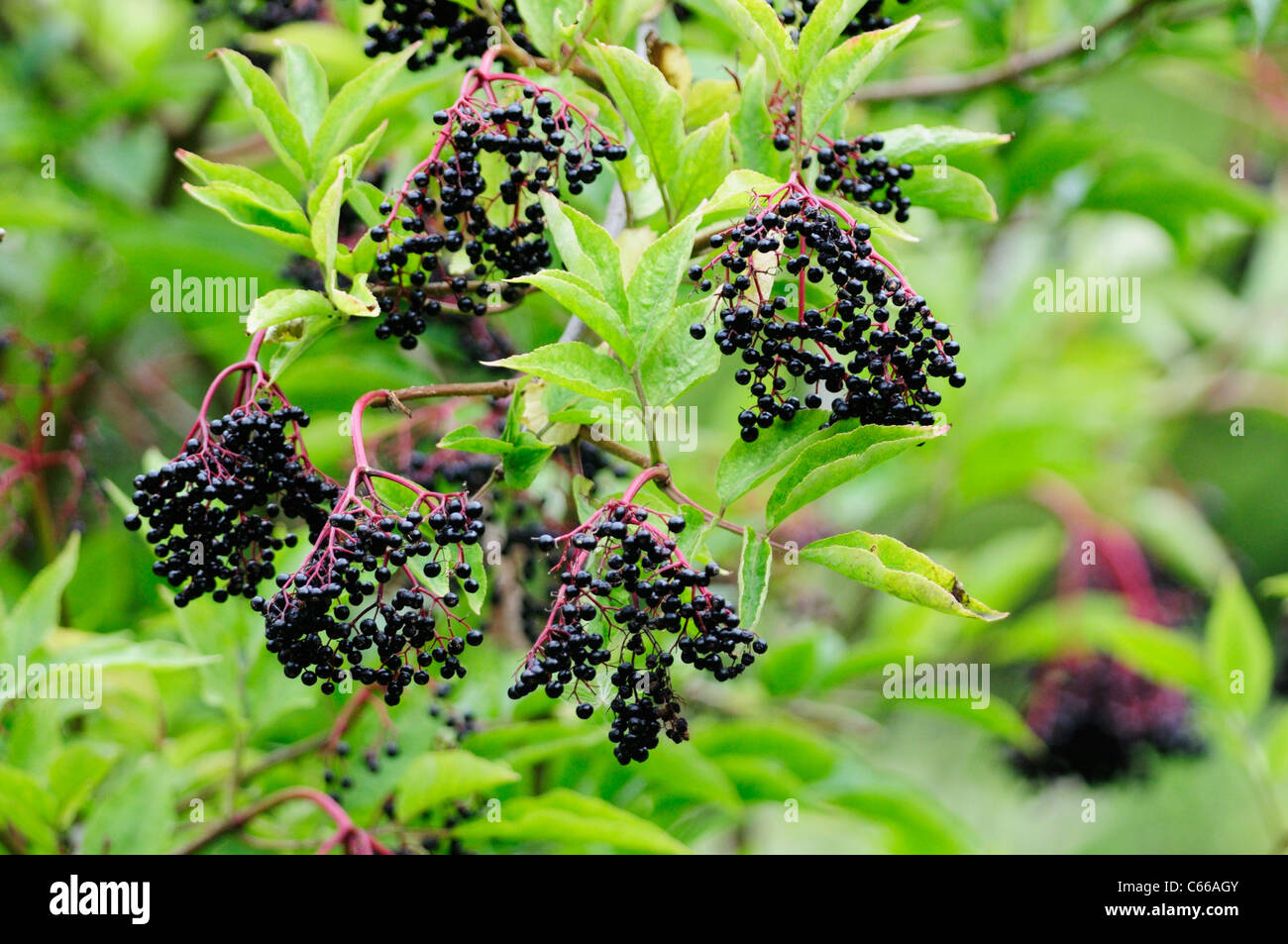 Elderberries hires stock photography and images Alamy