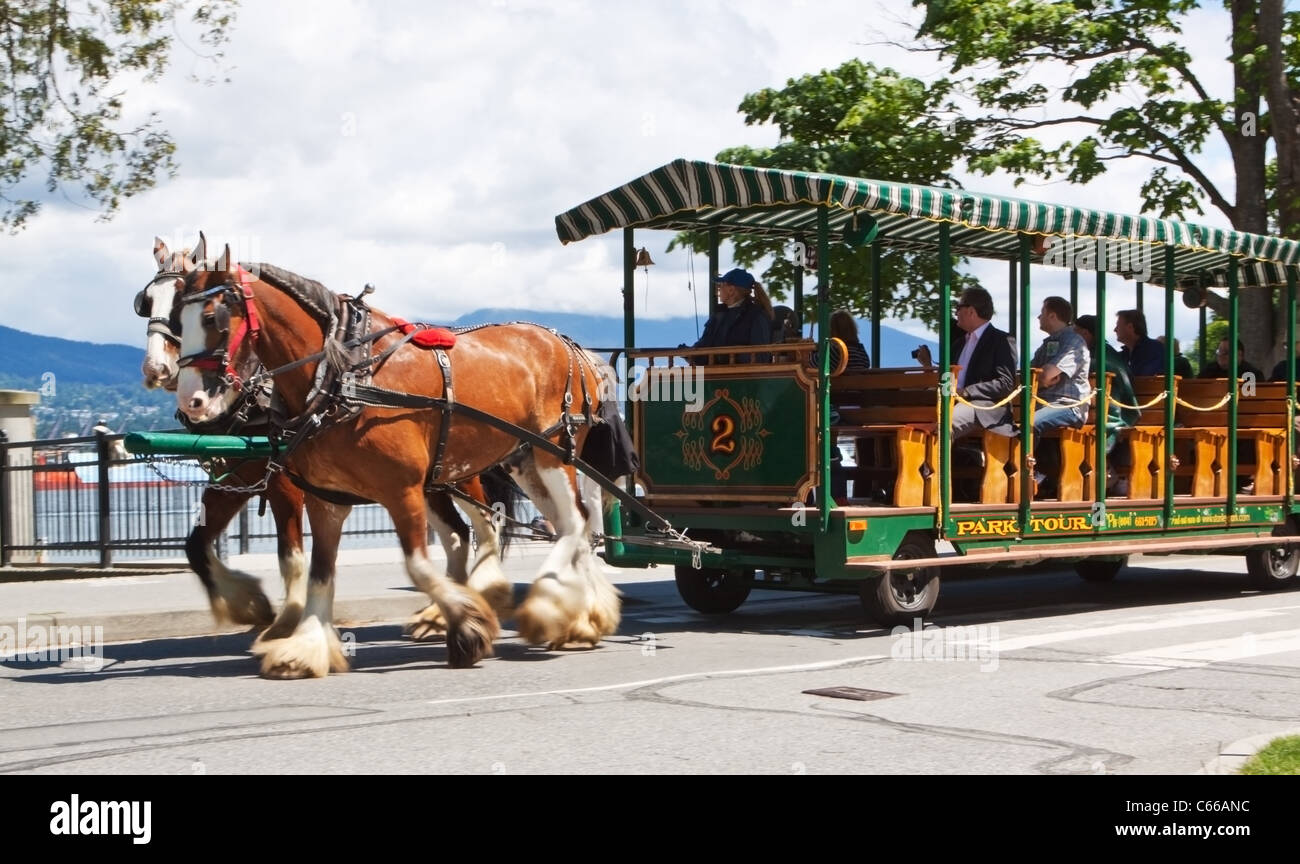 Horse Drawn Carriage in Stanley Park Vancouver Stock Photo