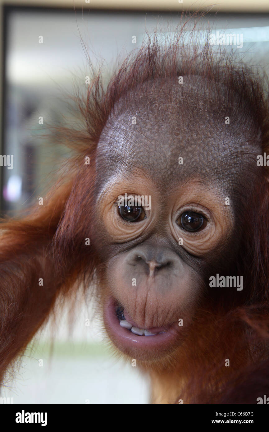 Verbazingwekkend Baby Orang-Utan at OrangUtans island, Bukit Merah, Malaysia Stock IU-45