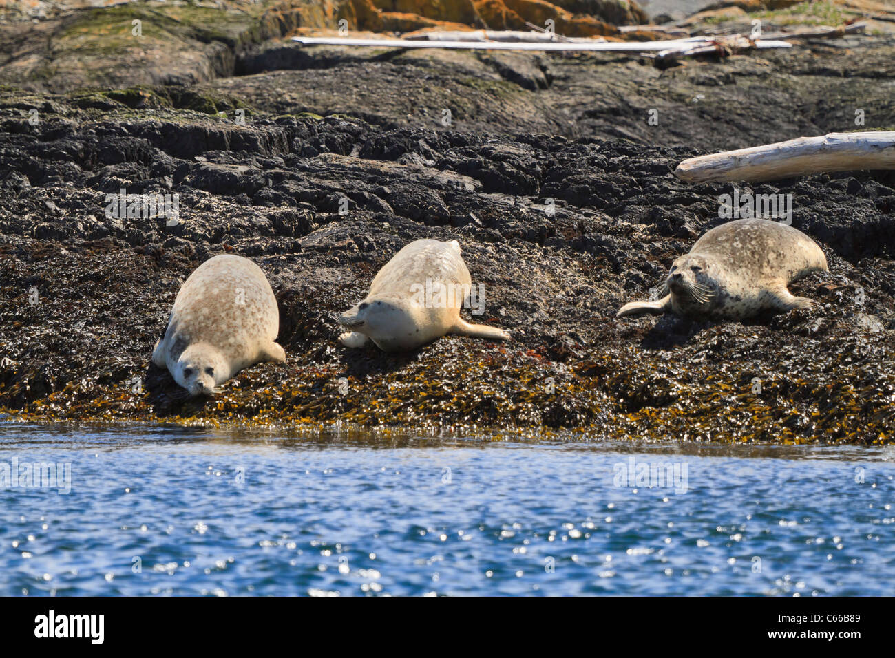 Harbour seals, Phoca vitulina, hauled out on an island in the Strait of Juan de Fuca, British Columbia. Stock Photo