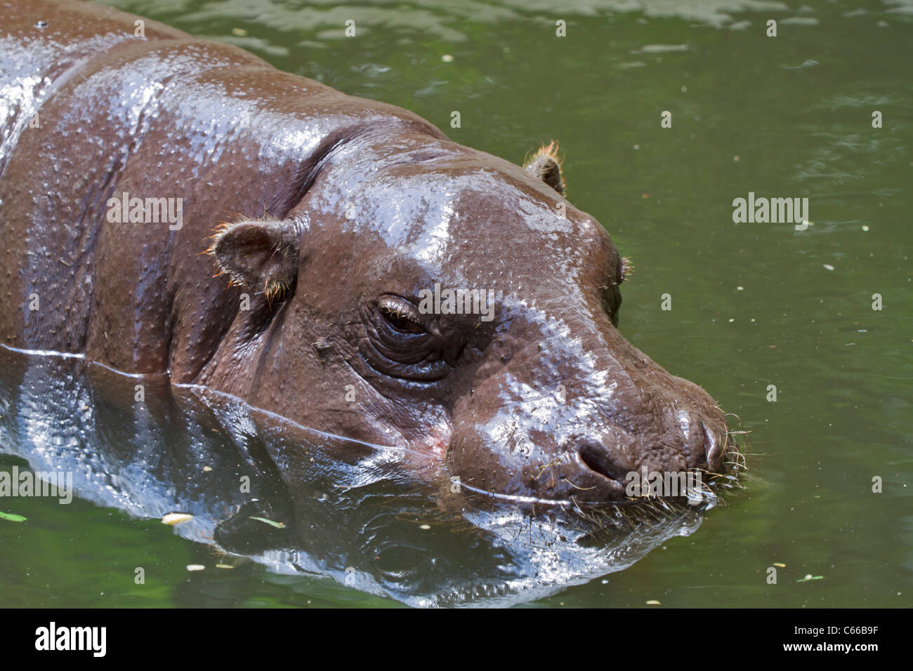 Pygmy Hippopotamus (Choeropsis Liberiensis Or Hexaprotodon Liberiensis ...