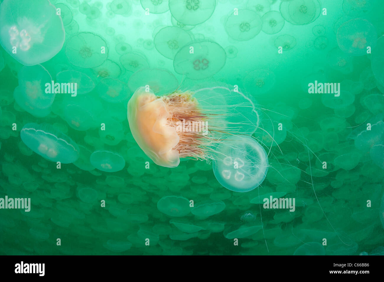 lion's mane jellyfish, Cyanea capillata, swimming through swarm of moon jellies, Aurelia aurita, Prince William Sound, Alaska Stock Photo