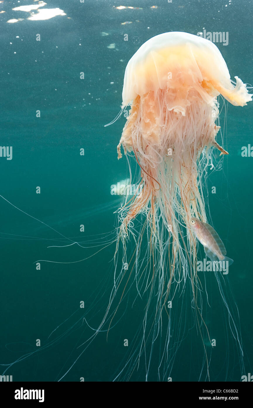 small commensal fish uses venomous tentacles of lion's mane jellyfish, Cyanea capillata, for shelter, Prince William Sound, AK Stock Photo