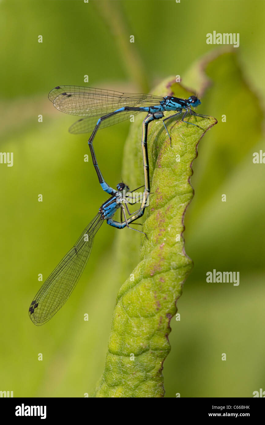 Mating pair of Variable Blue Damselfly (Coenagrion pulchellum). The ...