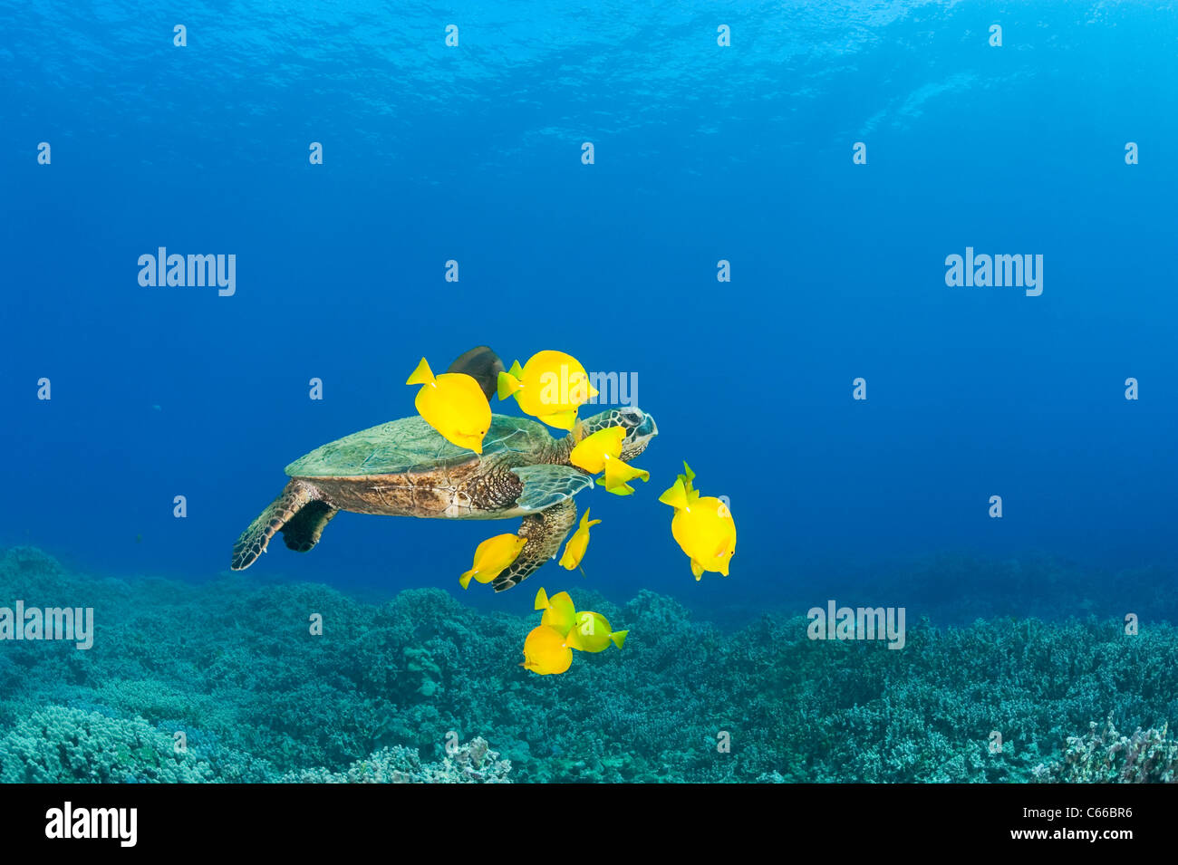 green sea turtle being cleaned of algae by yellow tang surgeonfish at cleaning station, Puako, Kona, Hawaii ( Pacific Ocean ) Stock Photo