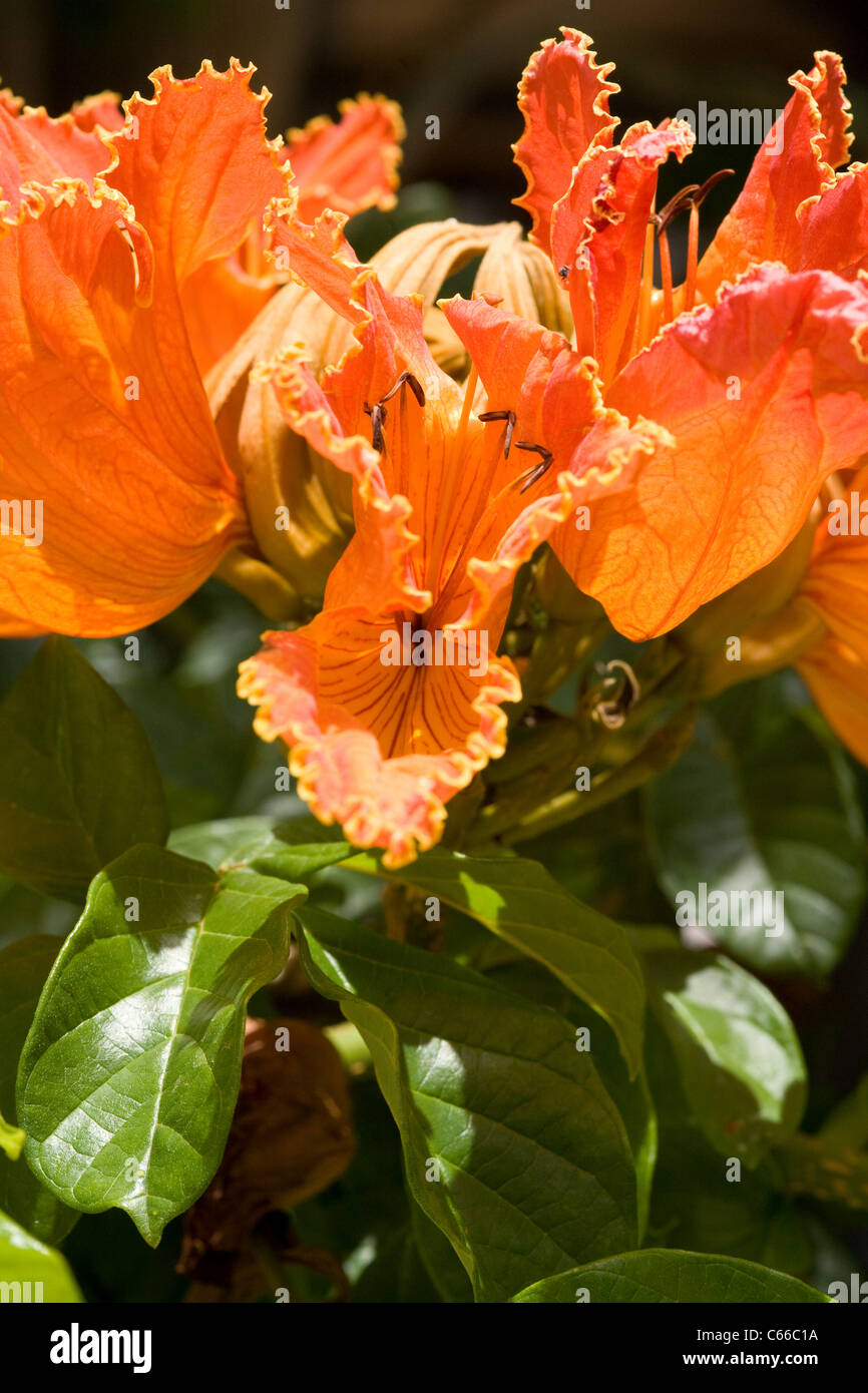 Bright tropical flowers Stock Photo