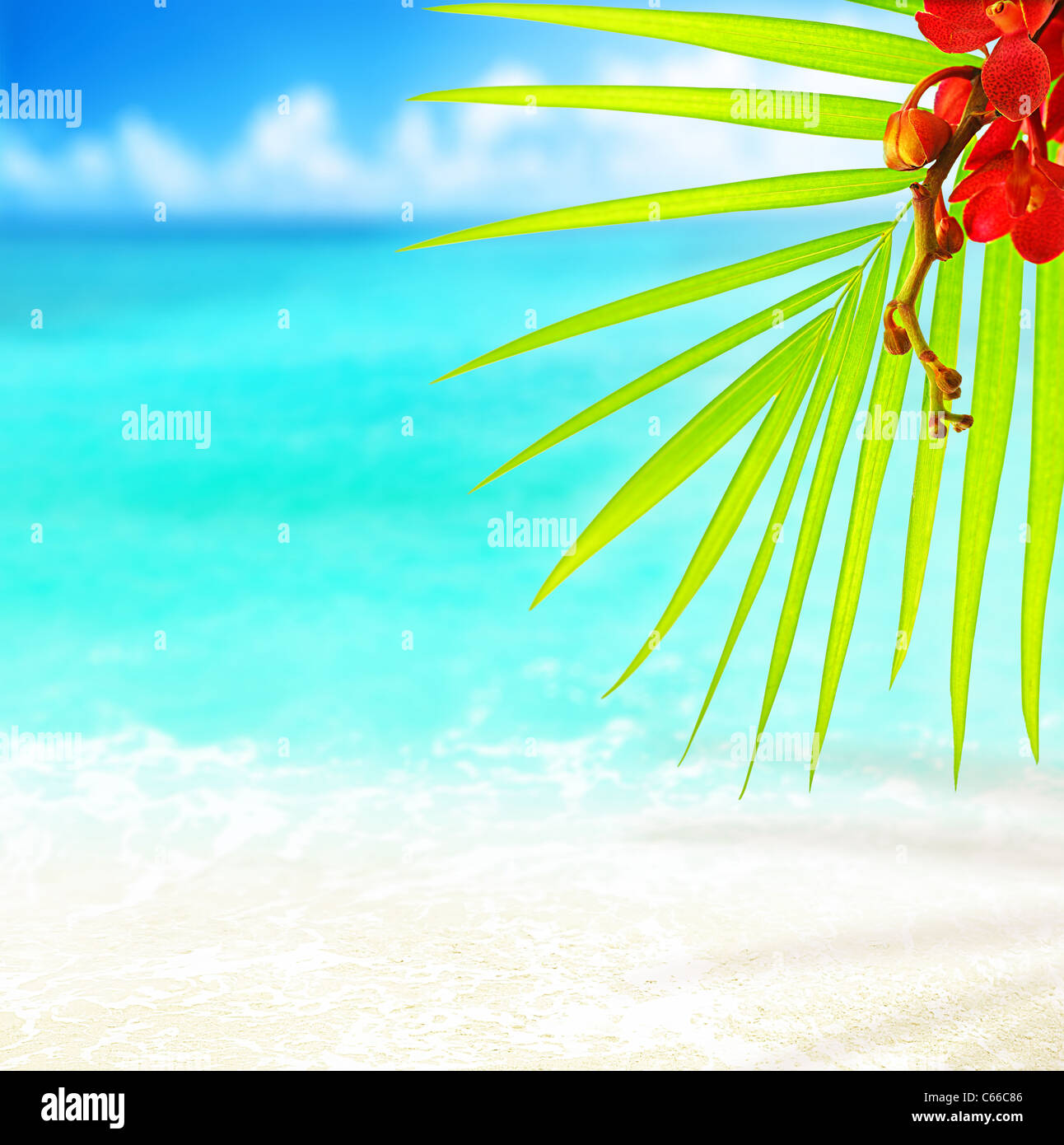 Palm tree blue sea hi-res stock photography and images - Alamy