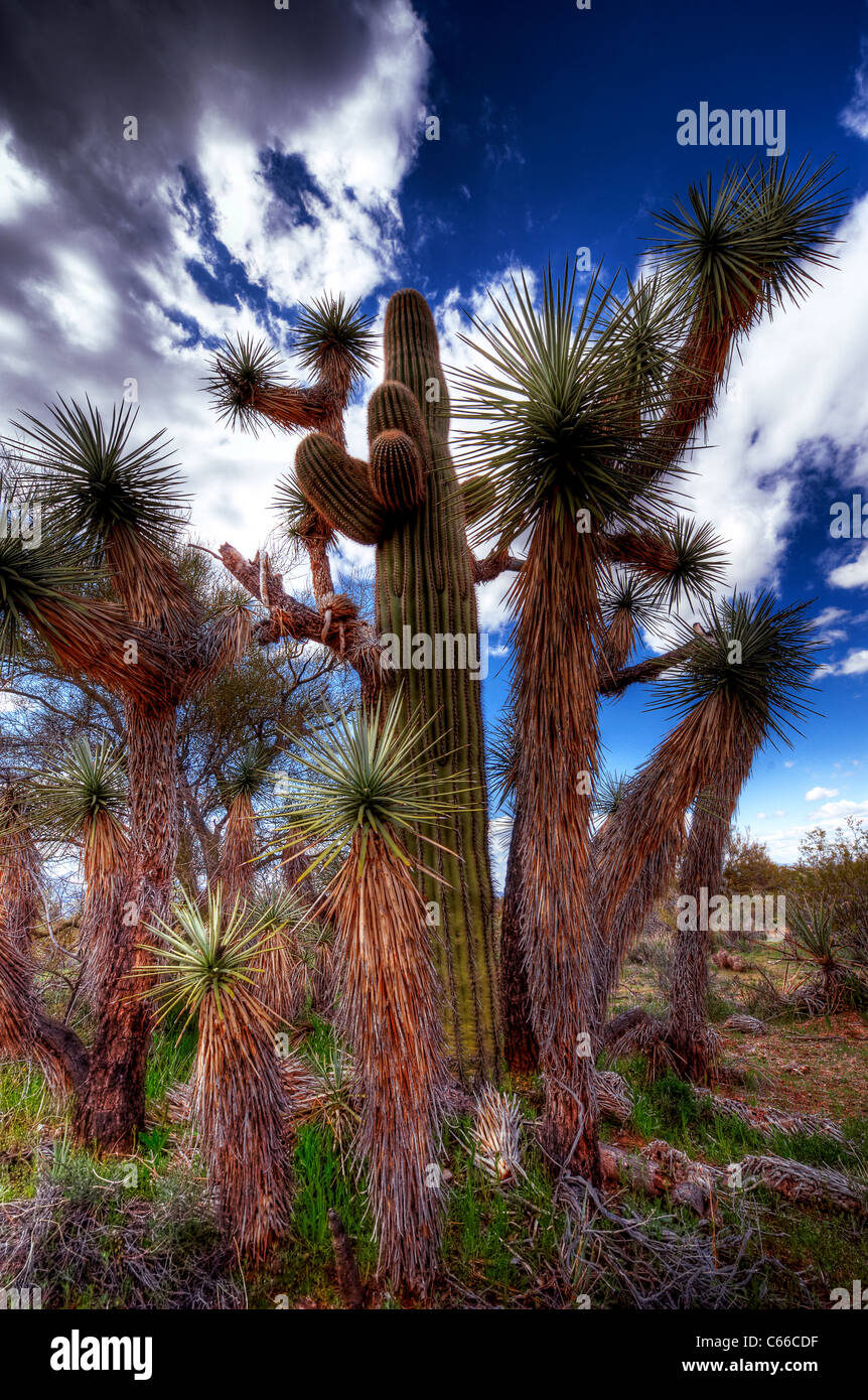 The Joshua Tree, the largest of the yuccas, grows only in the Mojave
