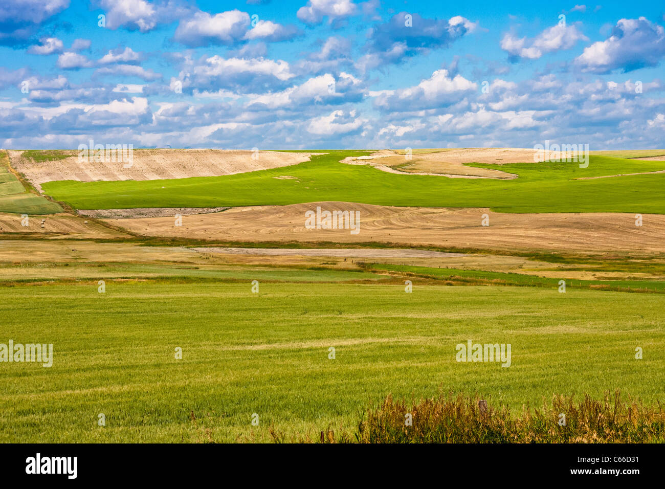 Cattle ranching and farming in Montana with the Flathead Mountain Range for a backdrop, Stock Photo