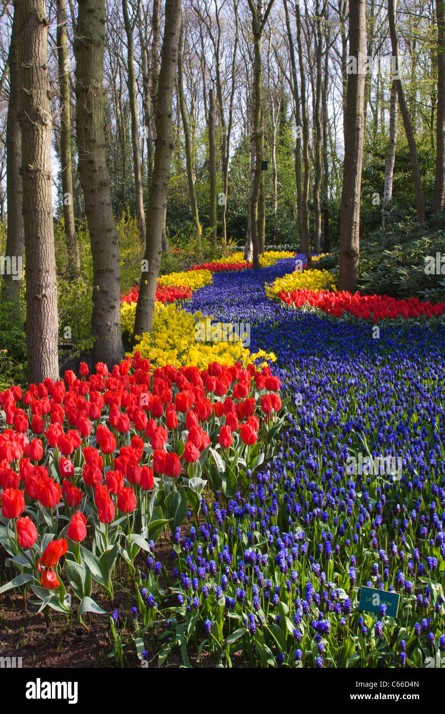 Garden Scene with Muscari 'LATIFOLIUM' and Tulip 'ROB VERLINDEN' and Narcissus 'PIPIT' - at Keukenhof Gardens in The Netherlands. Stock Photo