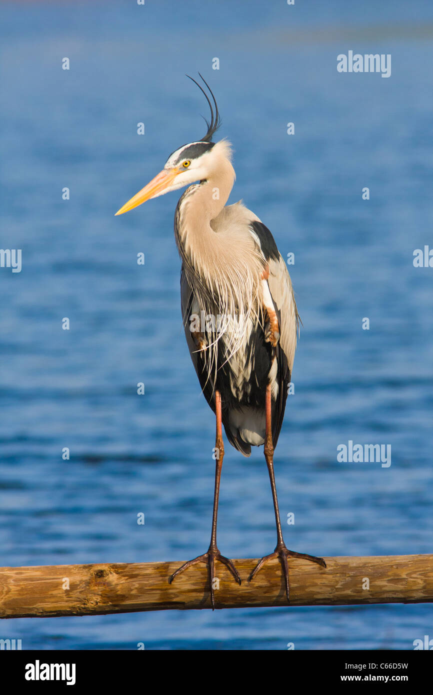 Great Blue Heron, Ardea herodias, in breeding plumage, at St Andrews State Park on the Florida Gulf Coast. Stock Photo