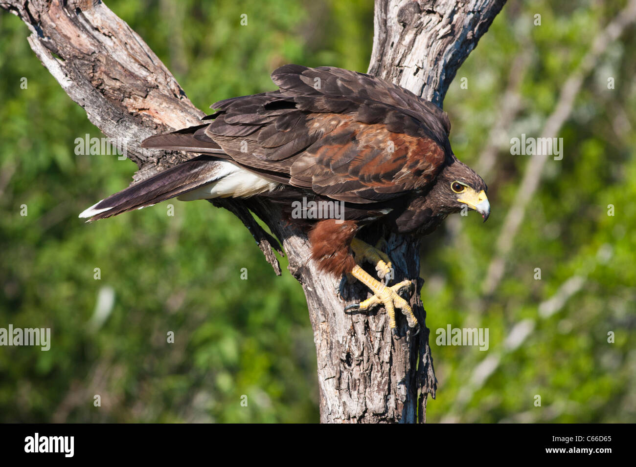 Harris Hawk, Parabuteo unicinctus, on Dos Venadas ranch in South Texas. Stock Photo