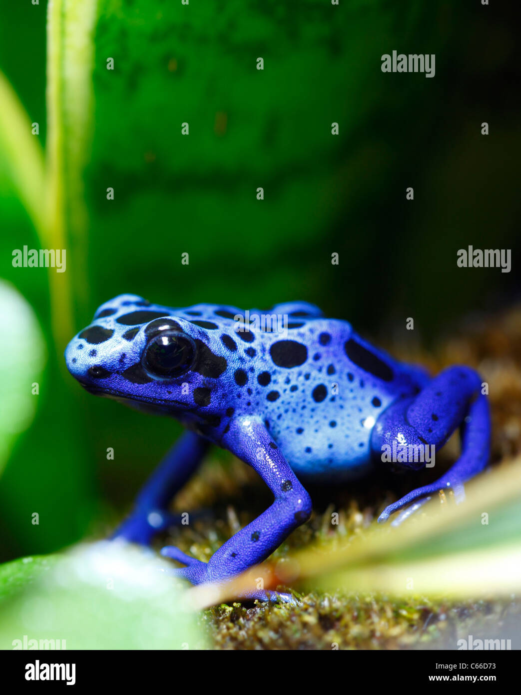 Blue Poison Dart Frog Stock Photo