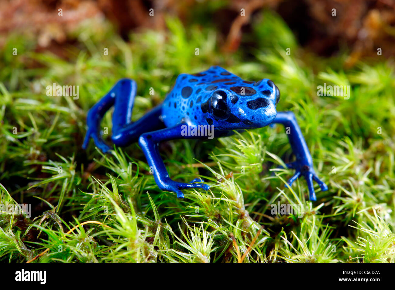 Blue Poison Dart Frog on moss. Stock Photo