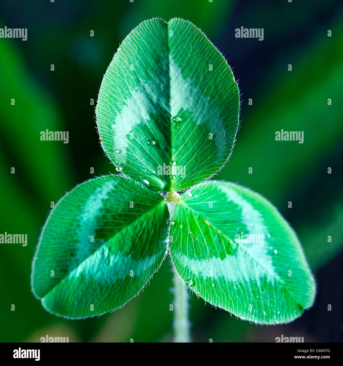 A macro shot of a single clover. Stock Photo