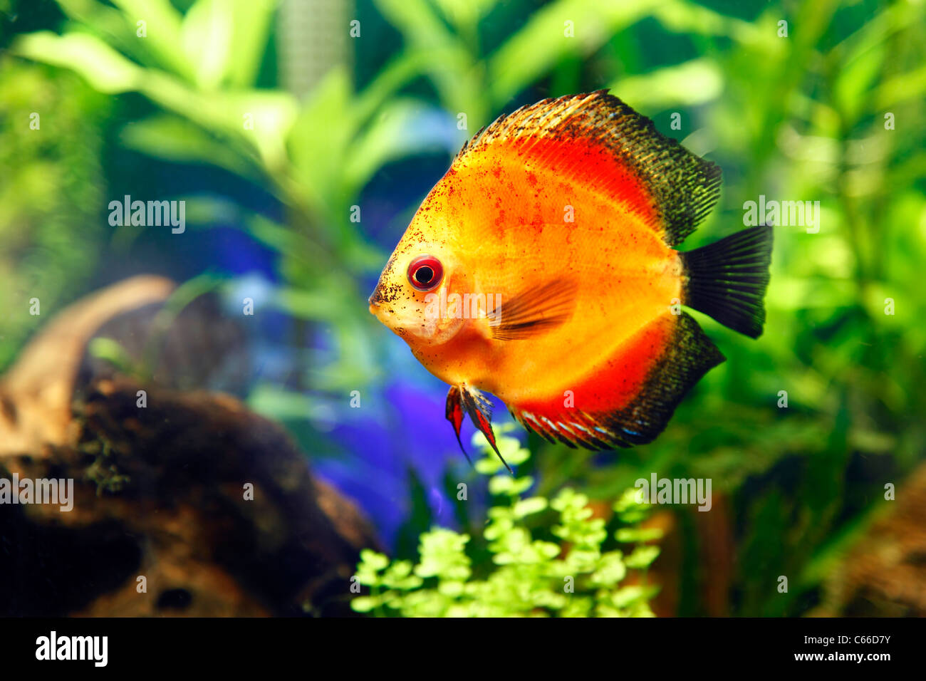 Fire Red Discus Fish Stock Photo - Alamy