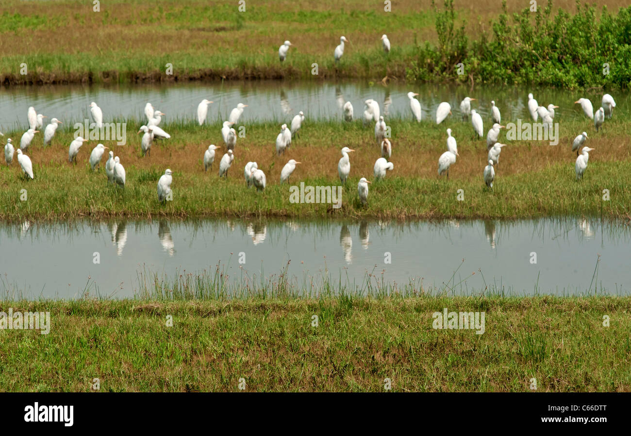 Survival[MR] strategy, of,Egrets,numerically. Stock Photo