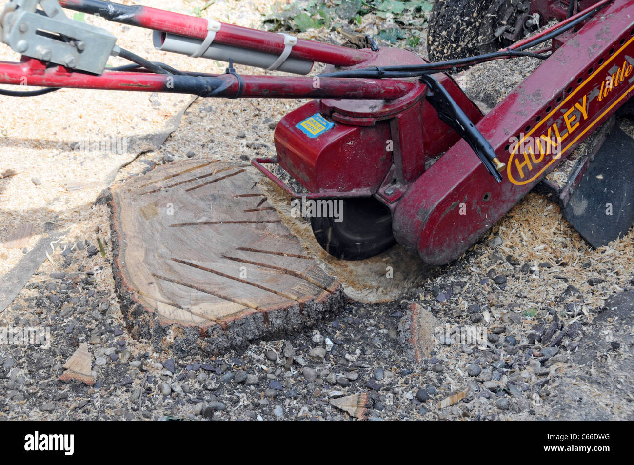 Sawdust from stump grinder machine used on remains of oak tree reduce height in preparation for paving to front garden house driveway Essex England UK Stock Photo
