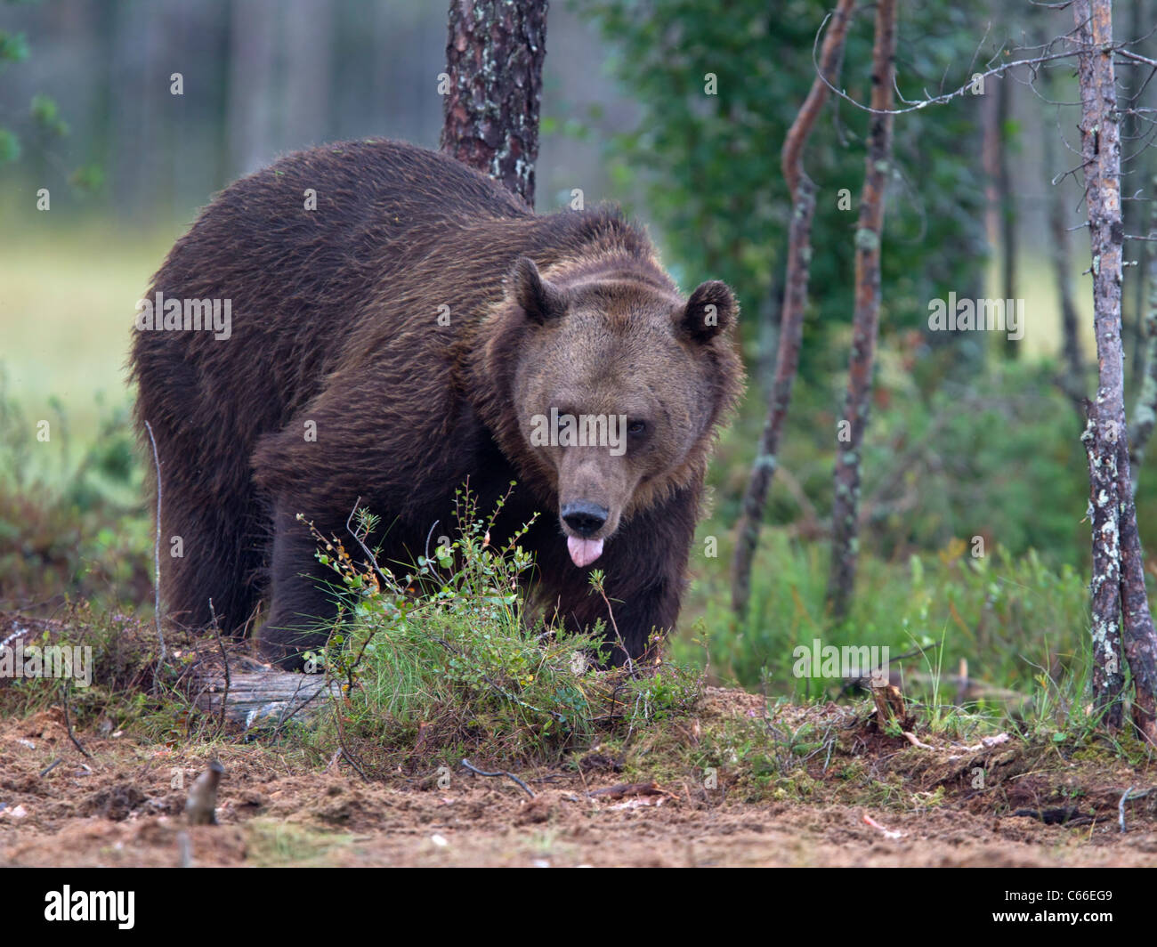 European brown bear in forest clearing Stock Photo