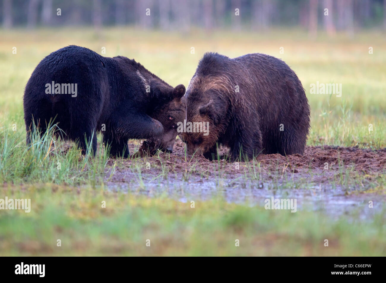European brown bears in marsh Stock Photo
