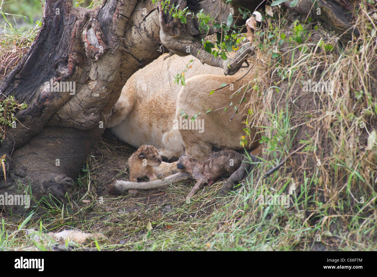 Lion Reprodcing Pregnant Lion Giving Birth 20 Adorable Facts About Various Pregnant