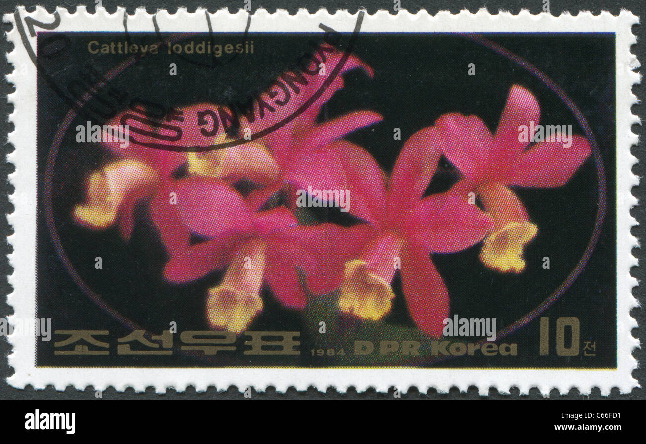 NORTH KOREA - 1984: A stamp printed in North Korea shows an orchid Cattleya loddigesii Stock Photo