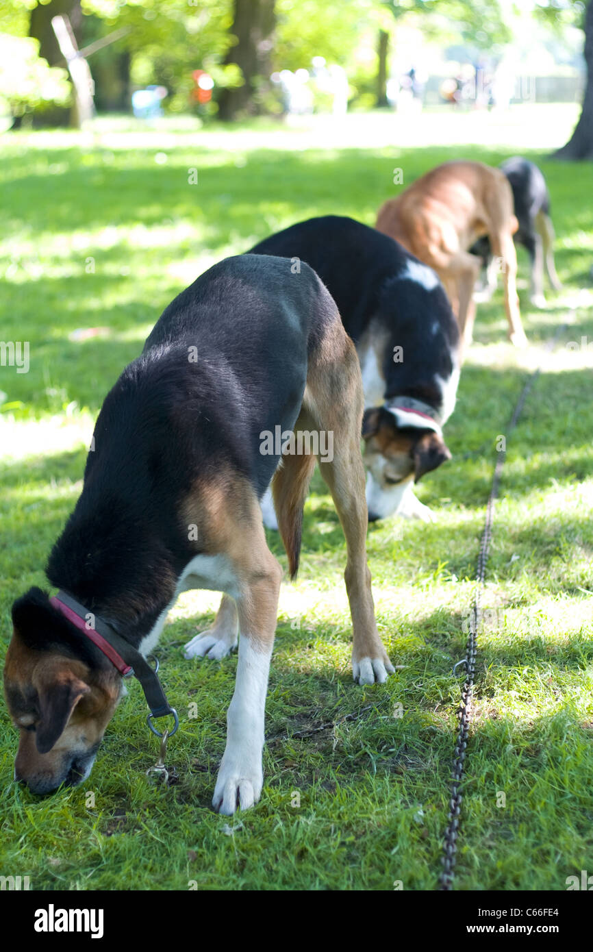 Animal harness hi-res stock photography and images - Alamy