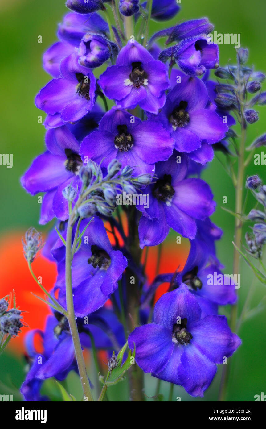 A beautiful blue delphinium flower in portrait format in a cottage ...