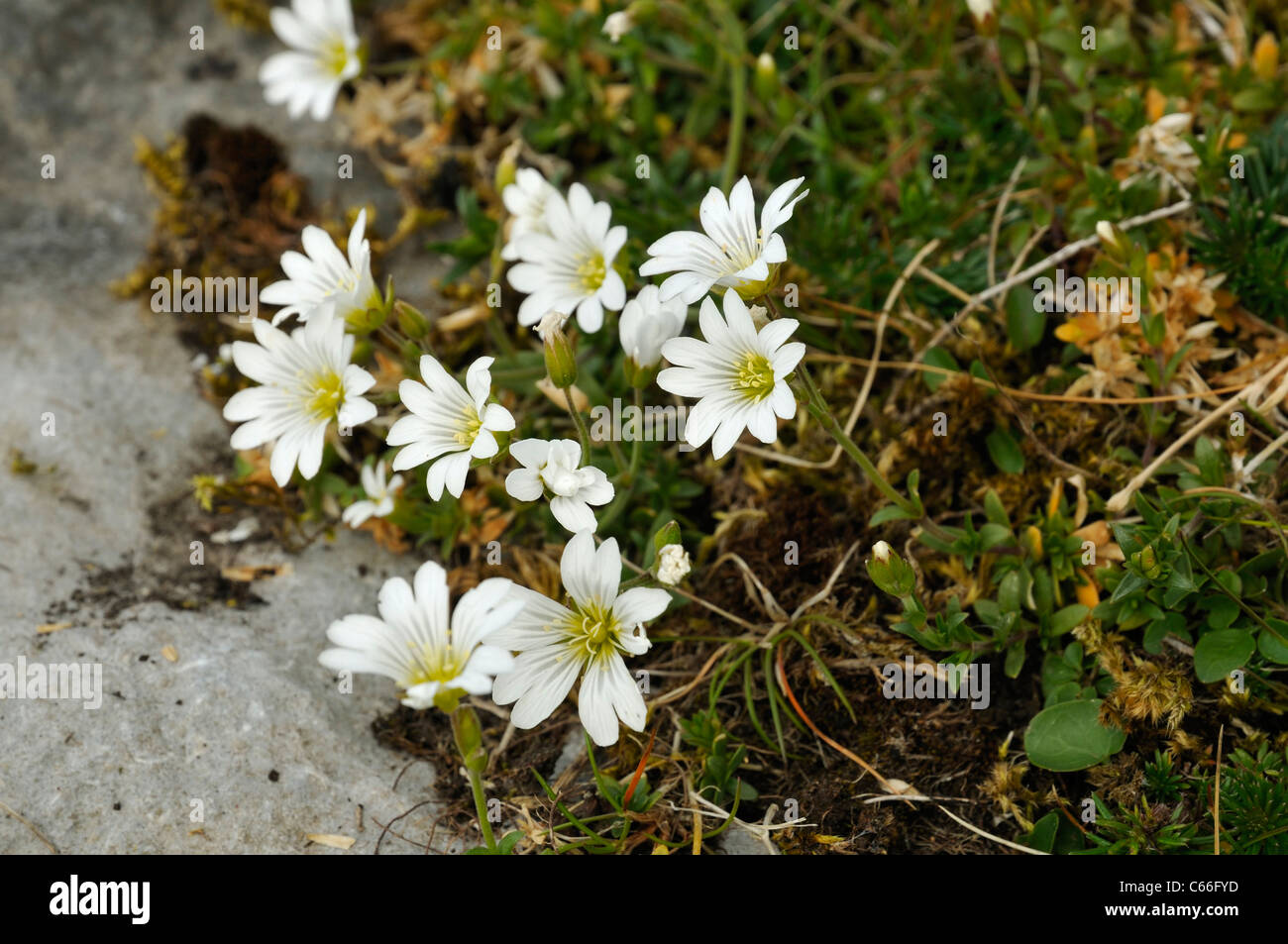Field Mouse-ear - Cerastium arvense Stock Photo