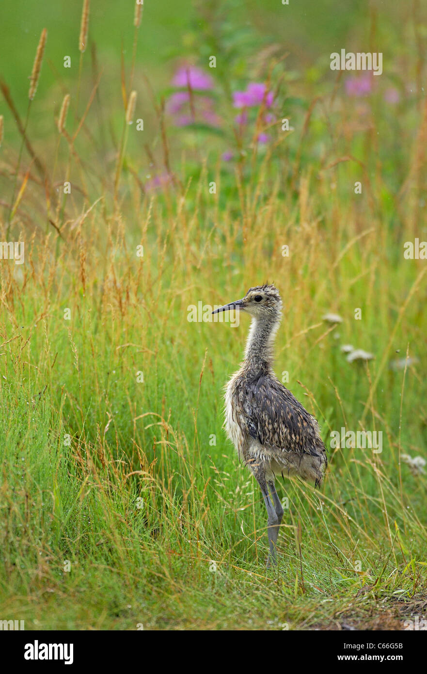 Curlew (Numenius arquata). Chick standing in front of high grass. Stock Photo