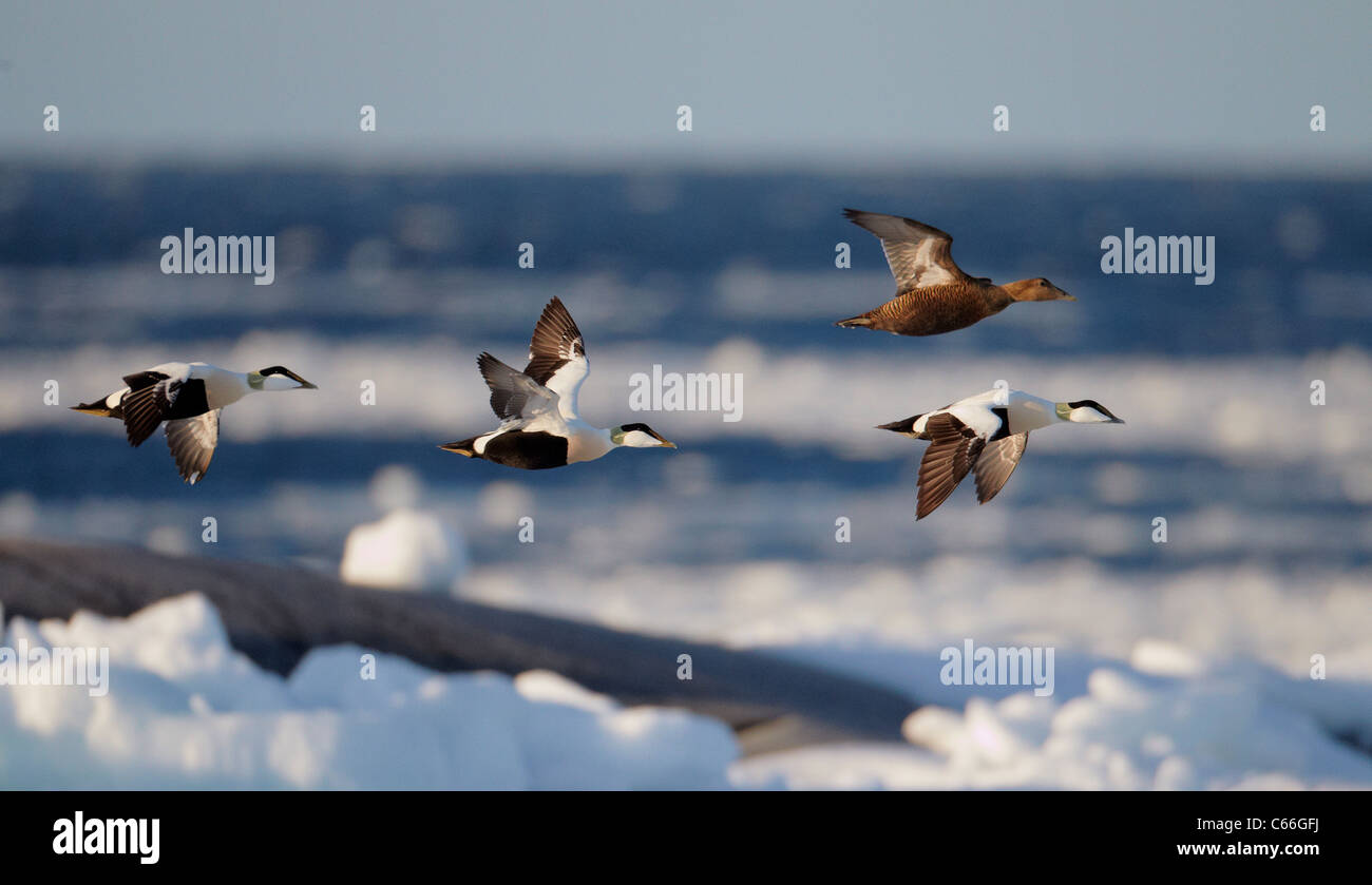 Common Eider (Somateria mollissima). Three drakes and a duck in flight above the ice-covered Baltic Sea. Stock Photo