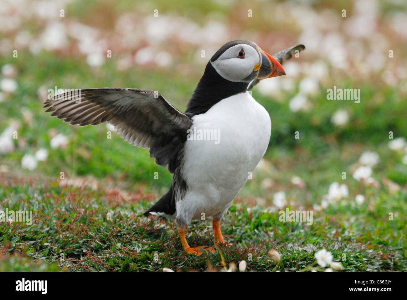 Atlantic Puffin (Fratercula arctica) just about to take off from Skomer Island, Wales, UK. May 2011. Stock Photo