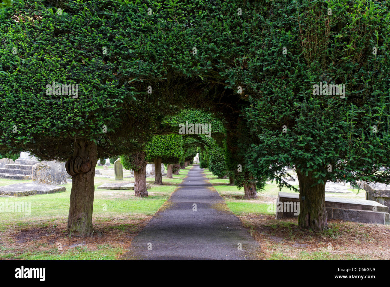 Beautifully shaped Yew trees border the pathways in the grounds of St Mary's Parish Church in Painswick, Gloucestershire Stock Photo