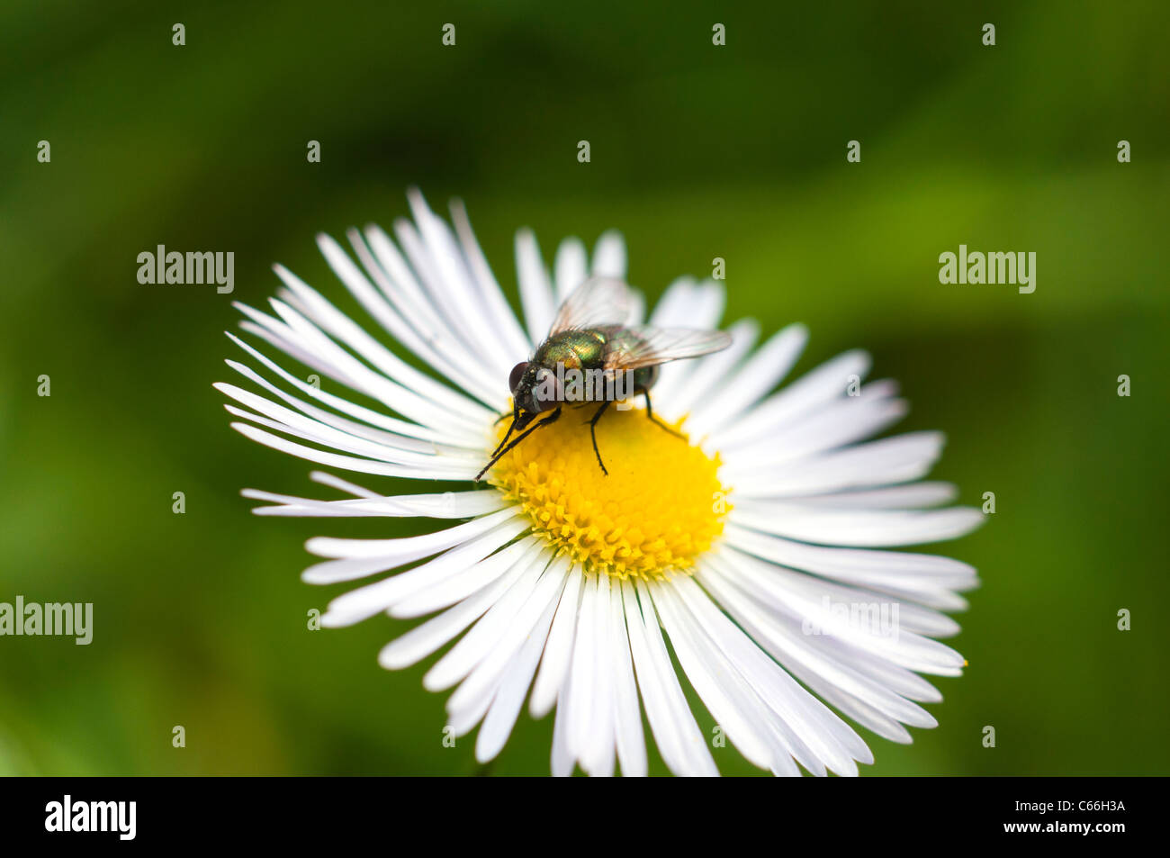 Small fly on a flower Stock Photo Alamy