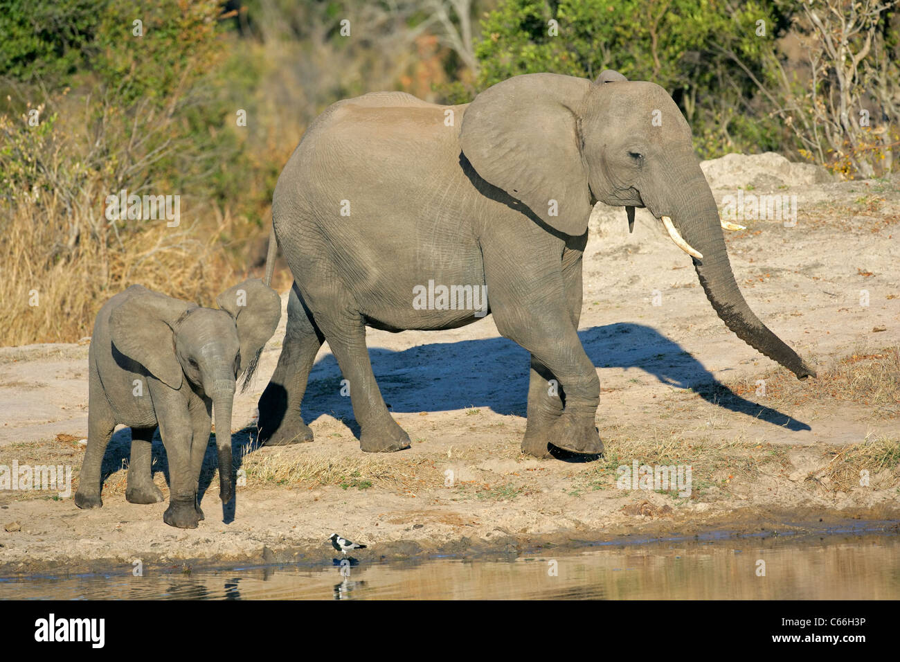 African elephant cow (Loxodonta africana) and her calf at a waterhole, South Africa Stock Photo