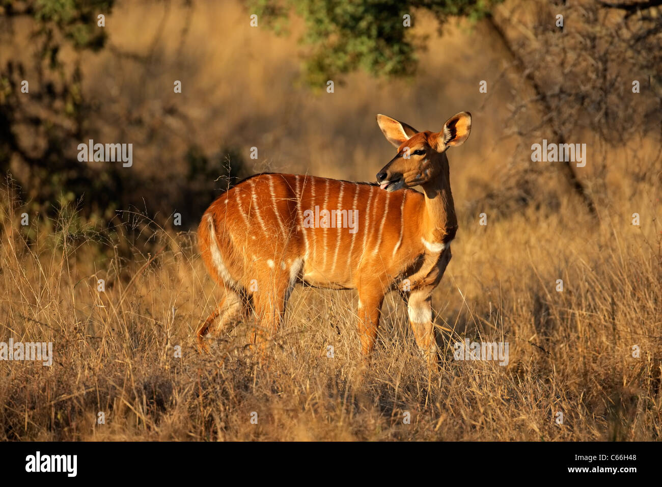 Female Nyala antelope (Tragelaphus angasii), South Africa Stock Photo