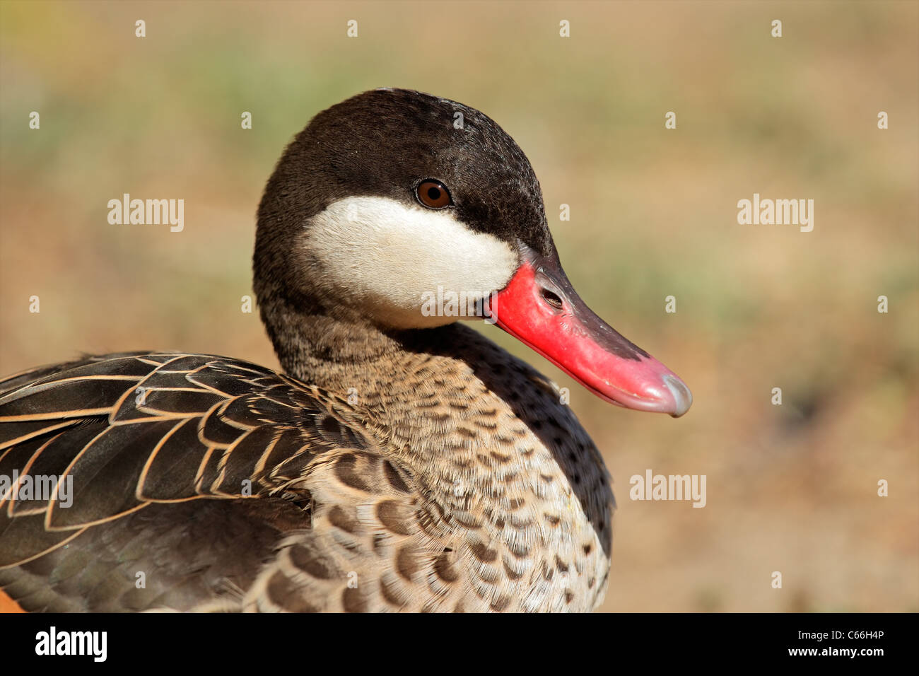 Portrait of a red-billed teal (Anas erythrorhyncha), southern Africa Stock Photo