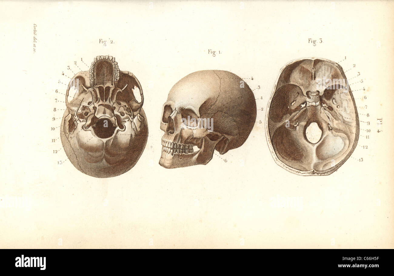 Views of the skull. Stock Photo
