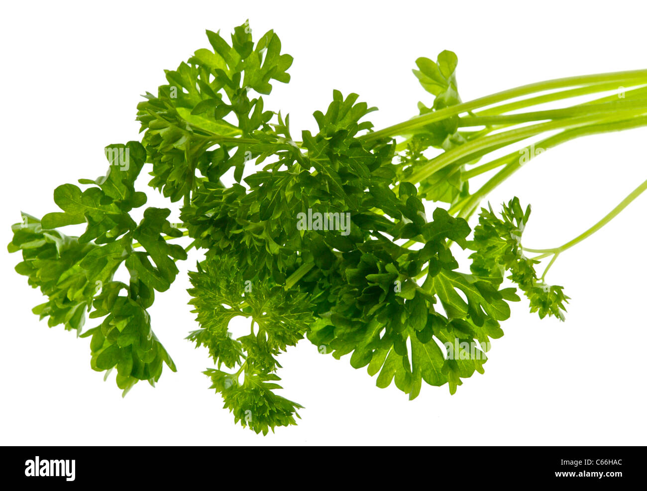 Parsley leaves used as a culinary herb or flavouring flavoring Stock Photo Alamy