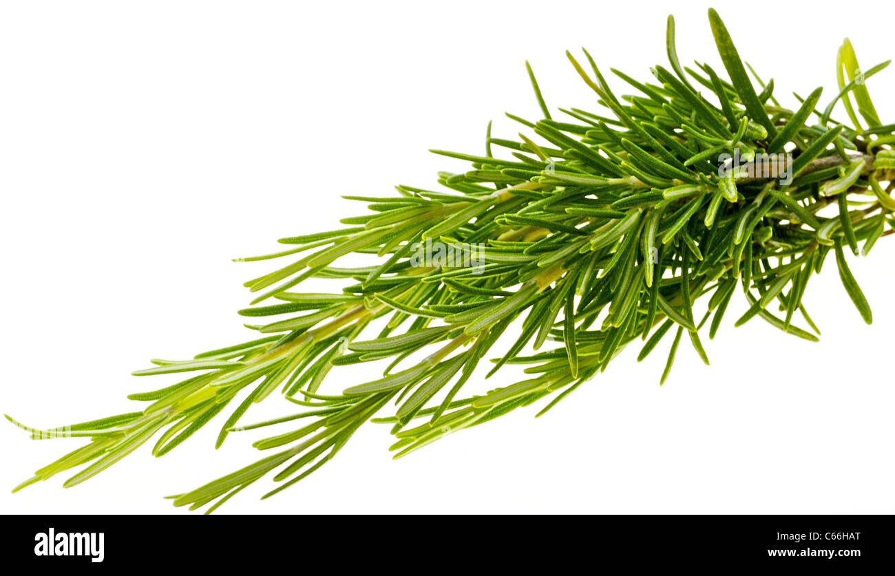 CULINARY HERBS HERB ROSEMARY (Rosemarinus officinalis) One of the most popular herbs used in cooking. Stock Photo