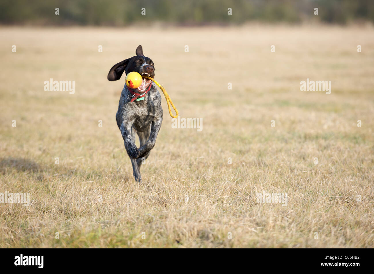 A German Pointer running with her ball Stock Photo