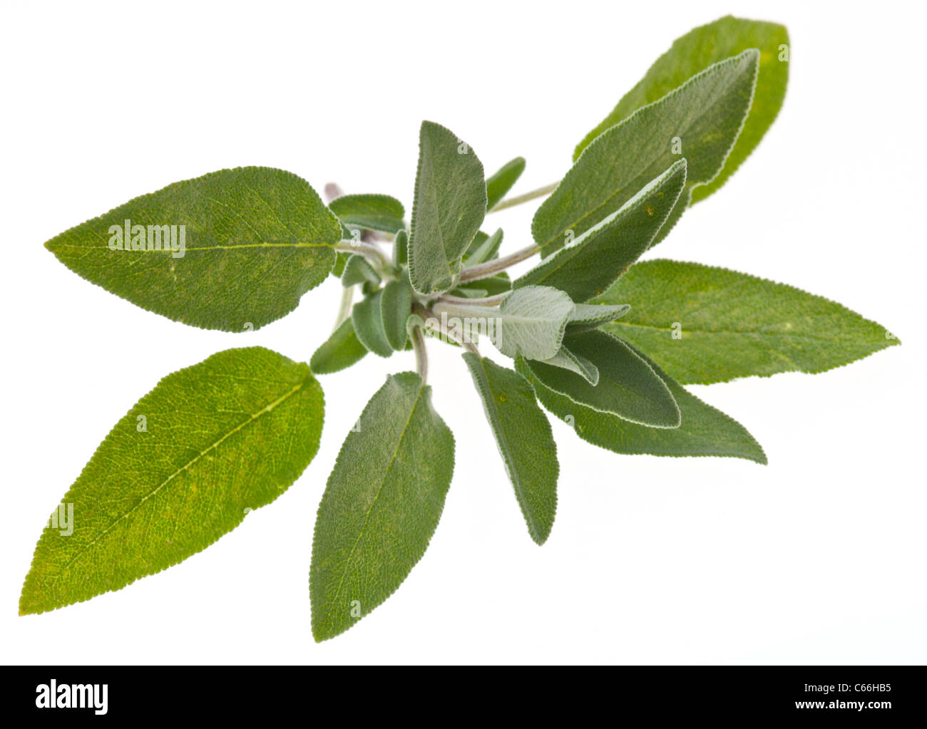 Sage leaves a culinary herb Stock Photo Alamy