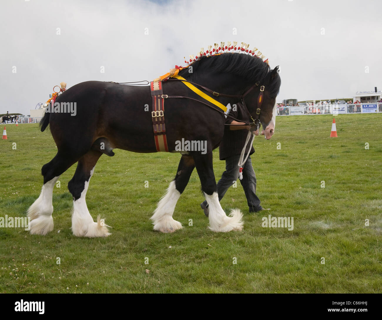 North Wales UK Shire horse entrant in agricultural show being lead around the show ring Stock Photo